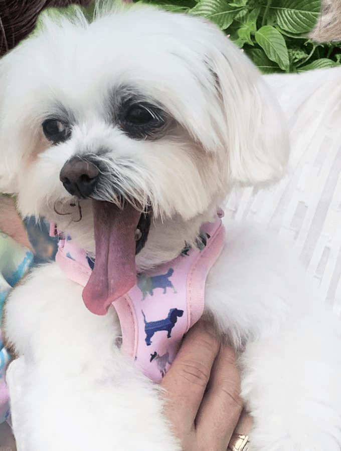 Dog Harness – Pink